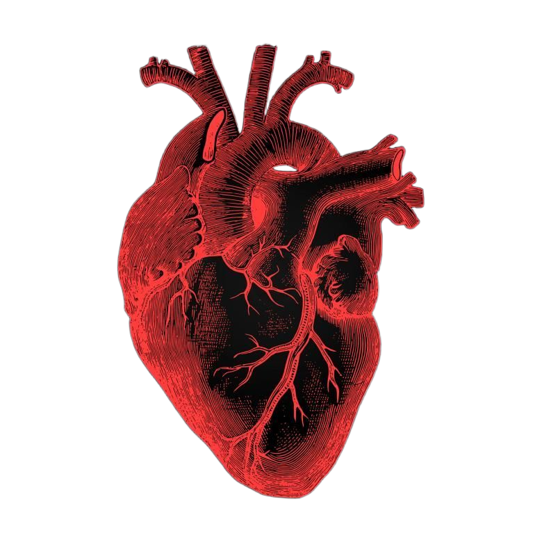 Heart