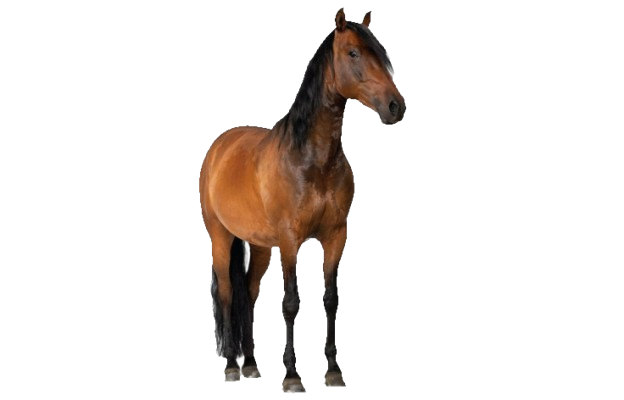 New Horse