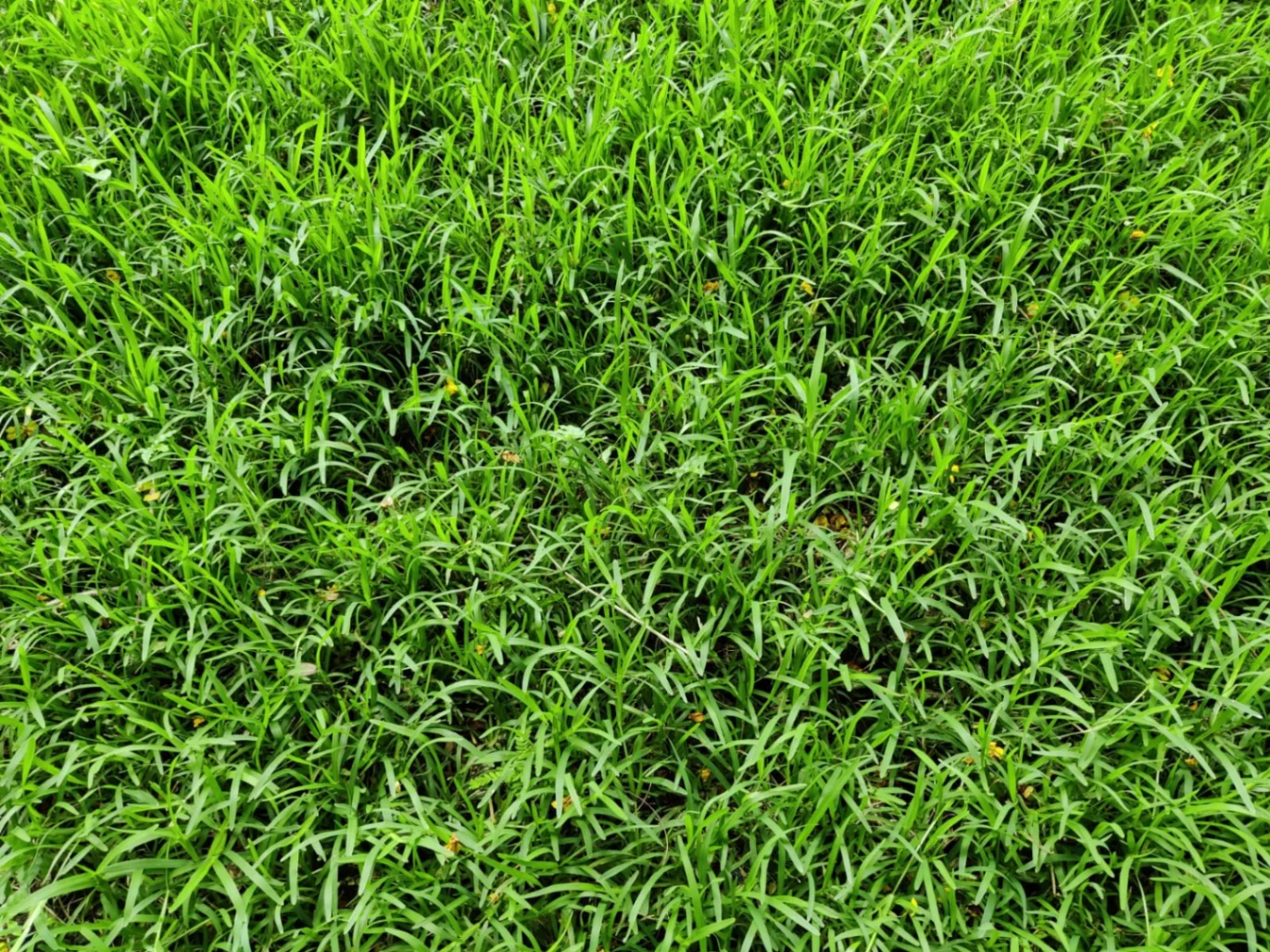 Touch Grass