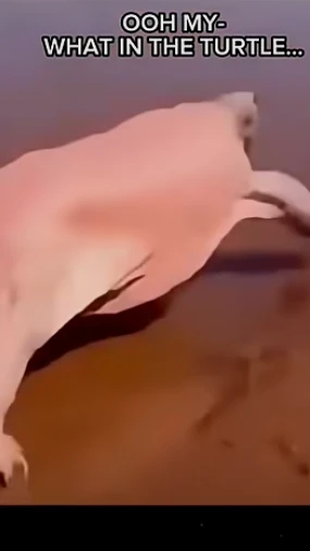 Meme Survival Challenge