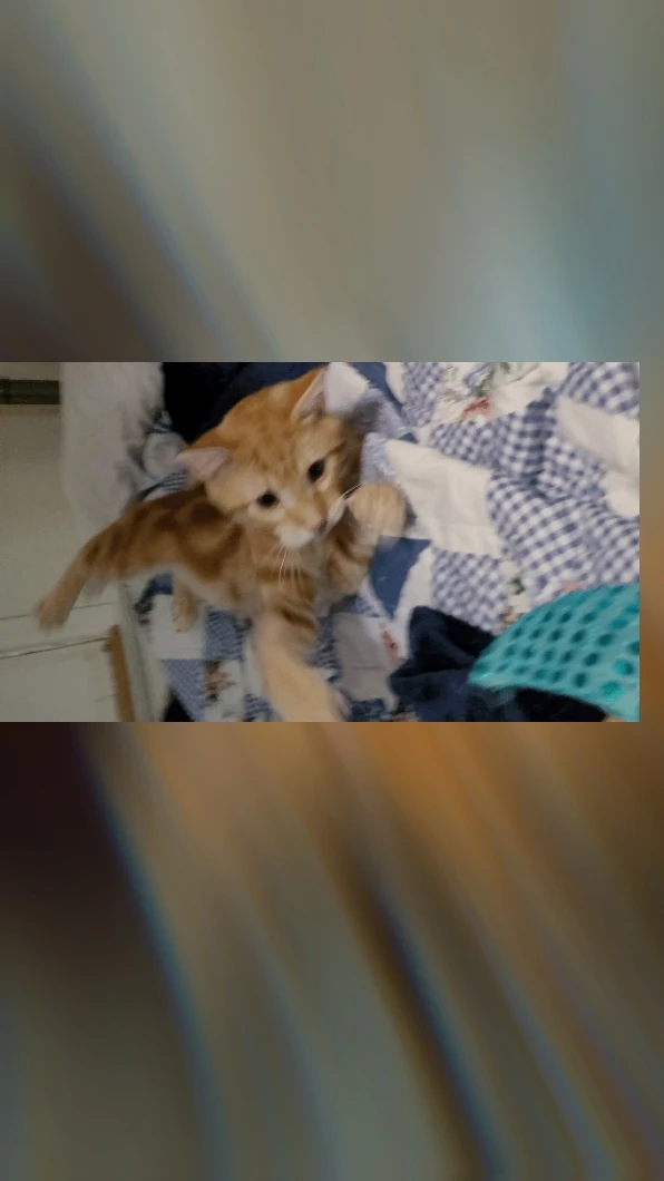 Feline Escape