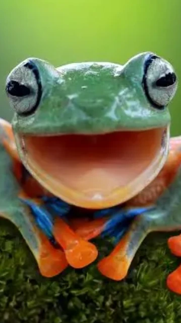 The Jungle Hop Journey (Short Game) #frog #junglehop #more #wife #pond #fyp #viral
