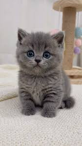Cat Clicker #cute #clicker