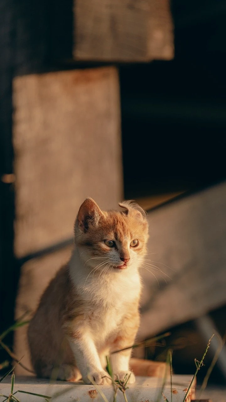 Perfect Pet Matchmaker