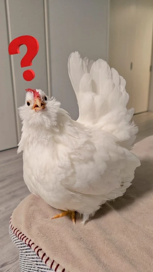 Chicken Evolution - Meadow Survival cover
