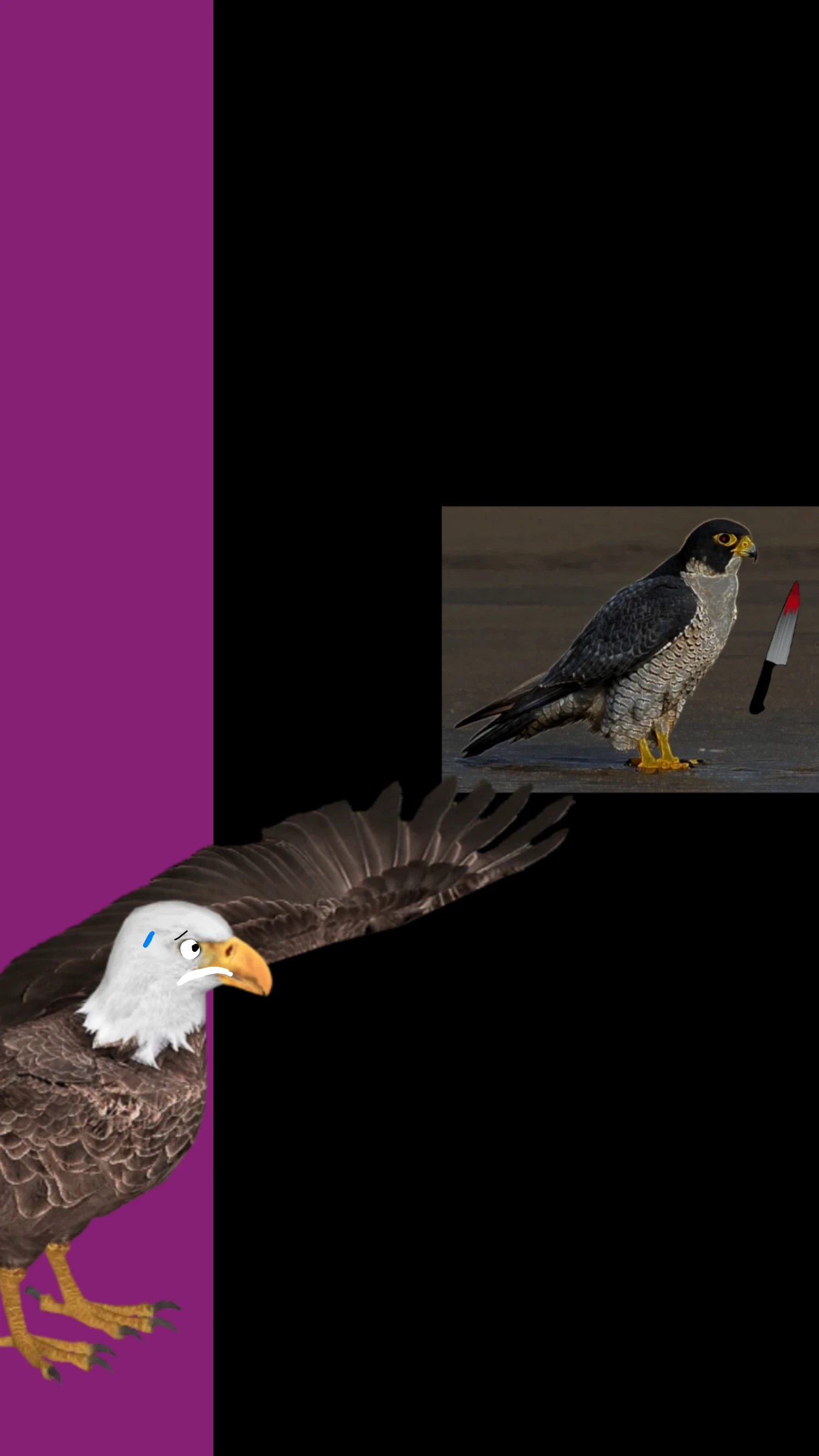 Bald Eagle Escape from Peregrine Falcon Exe cover