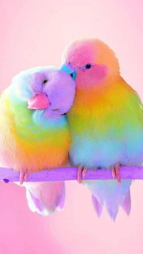Baby Parrot Care:Make your dream by taking care of Baby Parrots cover