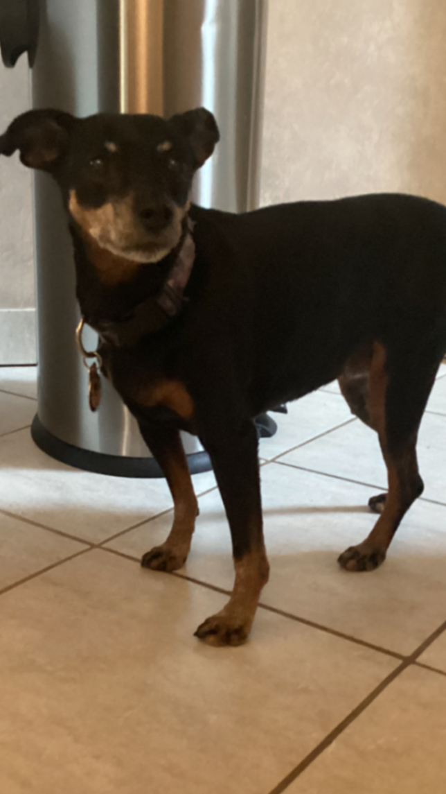 SURVIVE MY DOG SADIE