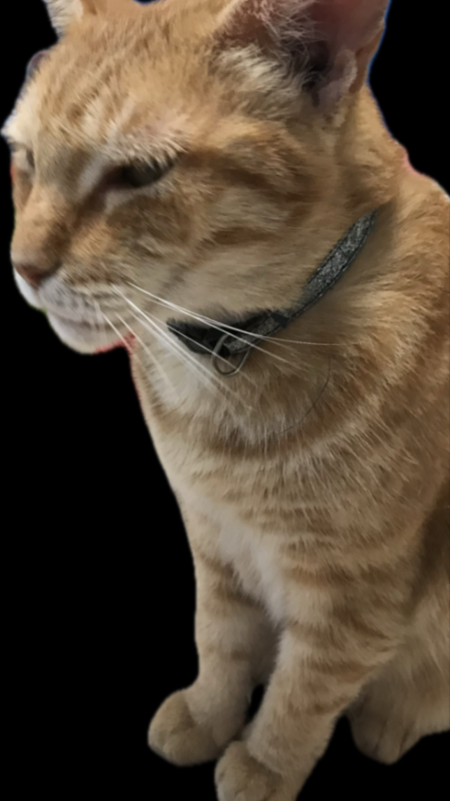Cozy Cat Adventure