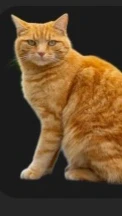 Cat Alone cover