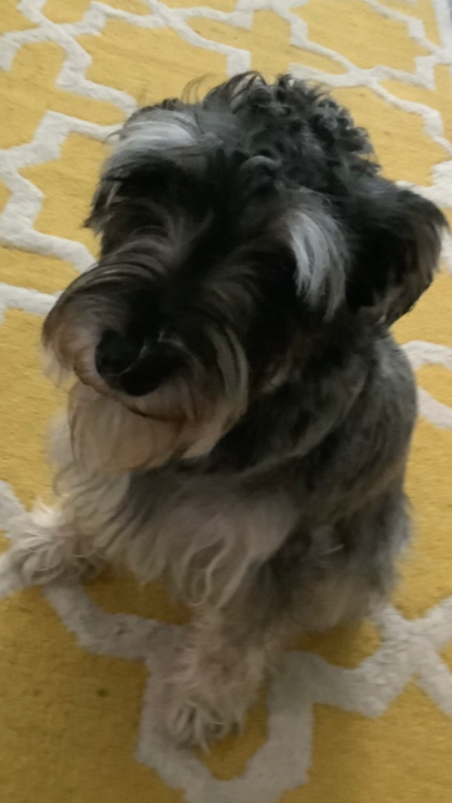 Doggo Clicker: Feed & Collect #