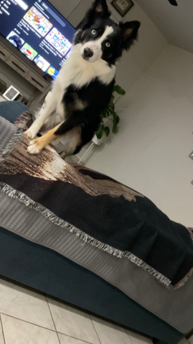 Find The Right Dog # # # # # #