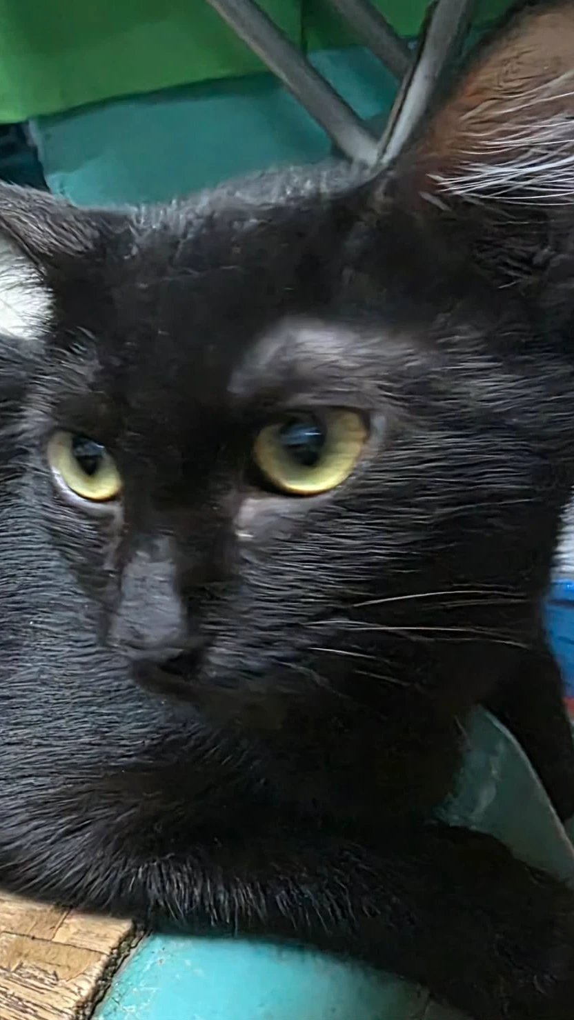 Midnight the Black Cat cover