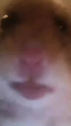 Hamster Hunter
Survive the Nights!