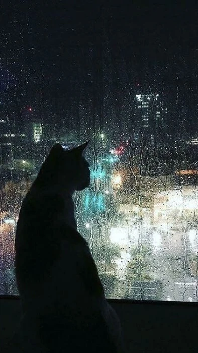 Stray Tails 🐾 cover