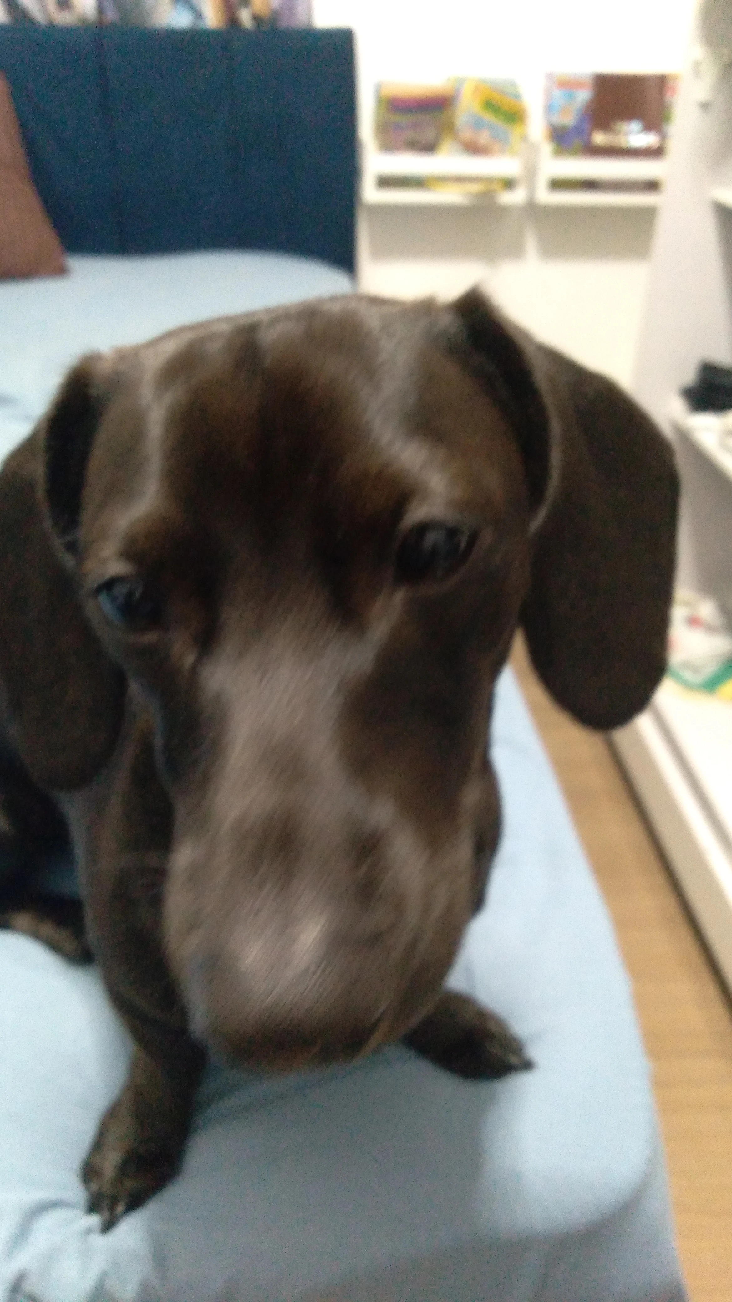 Dachshund Land