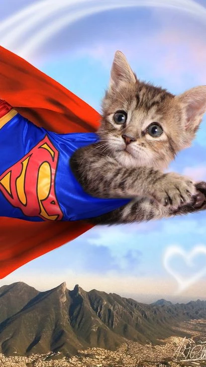 A Cat's Journey Home