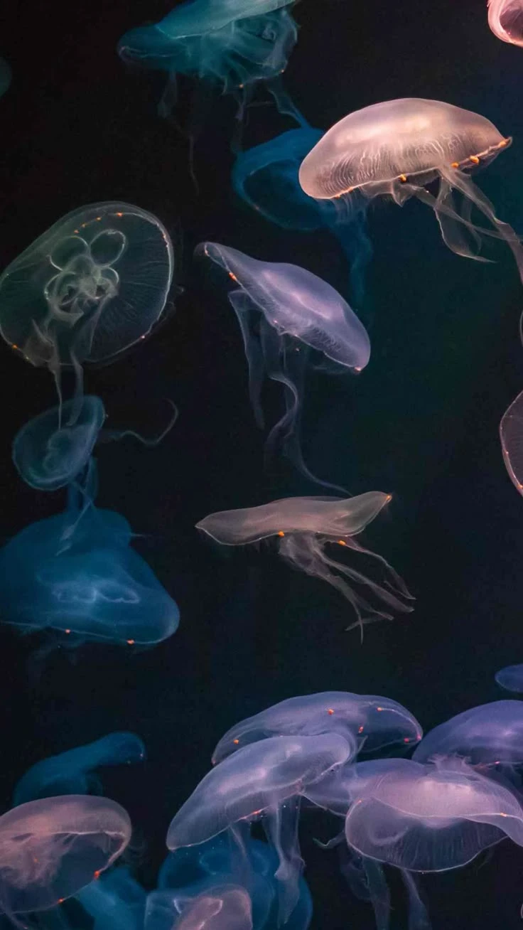 Deep Ocean Jellyfish Oasis RELAXING POV! #relaxing #colors #fun #jellyfish #ocean #game