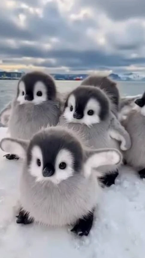 Fling the Penguin cover