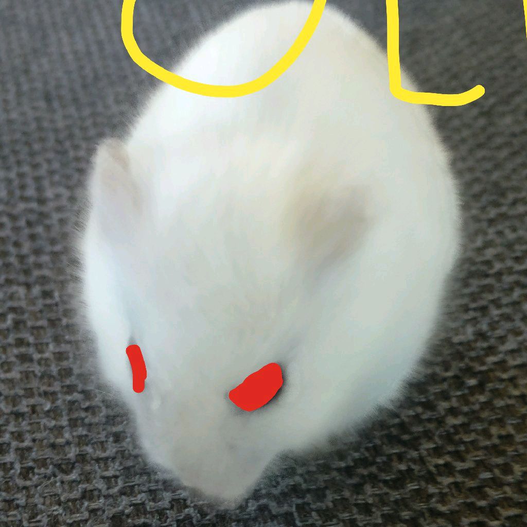 Funny Hamster 🐹