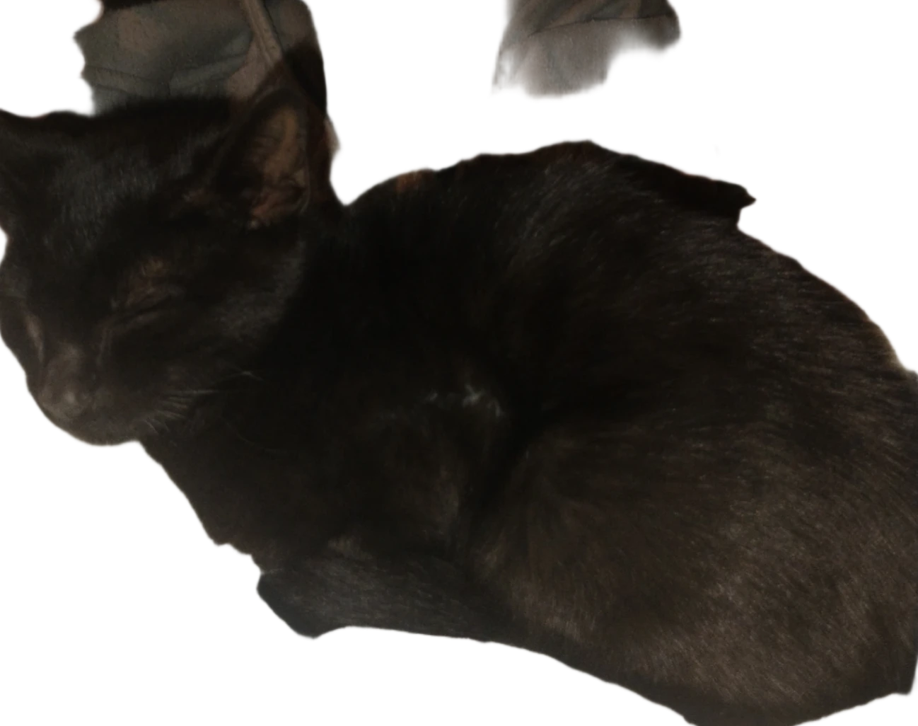 Spinning Cat