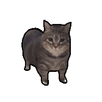 Spinning Cat