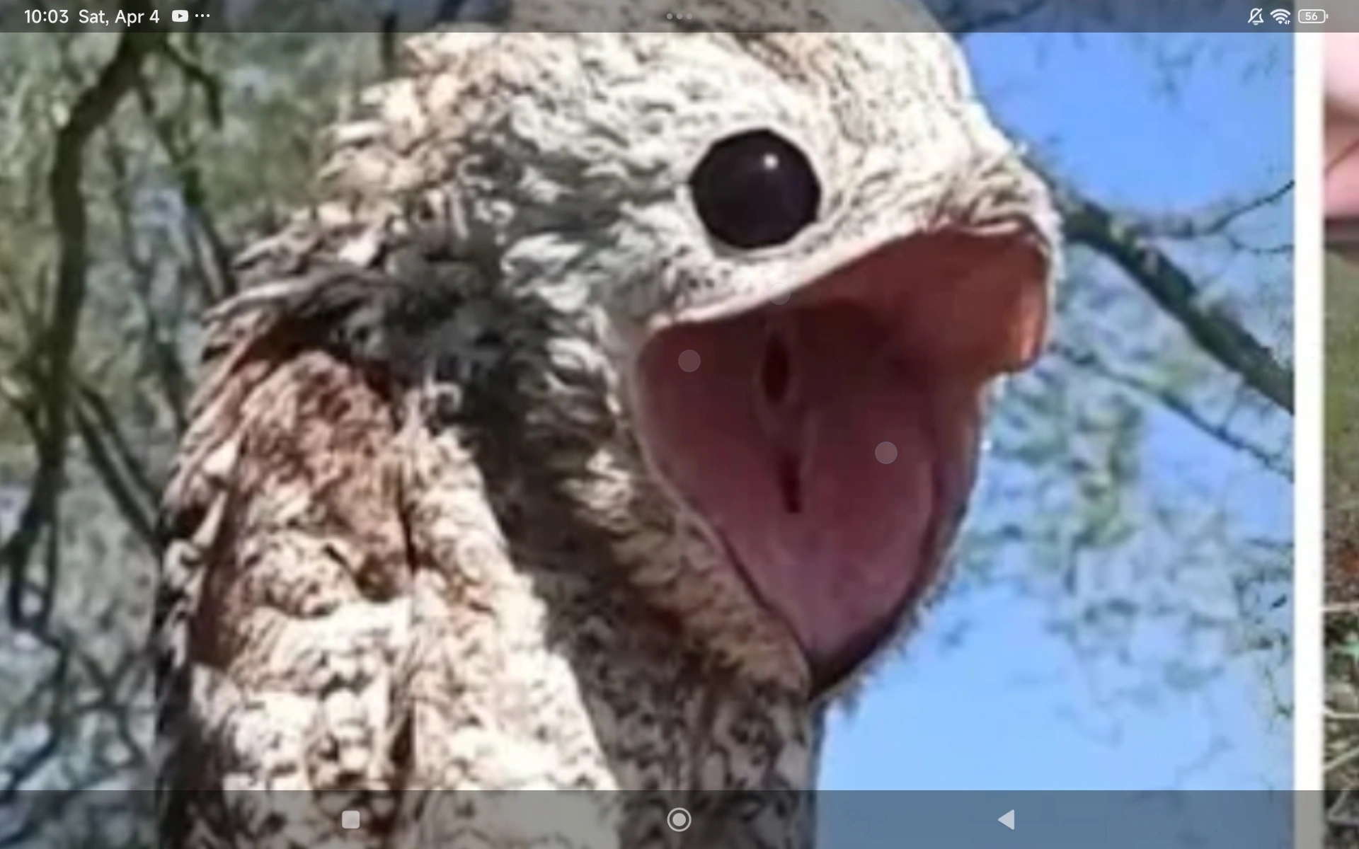 Chick