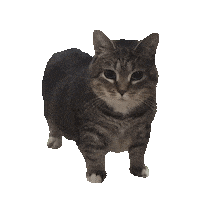 Paused Cat