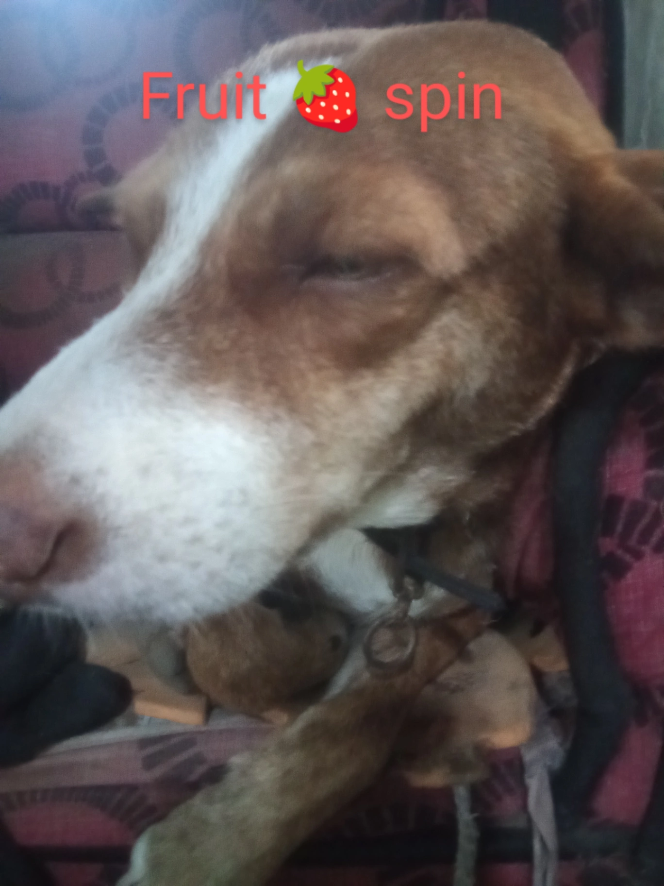 Shop Mascot