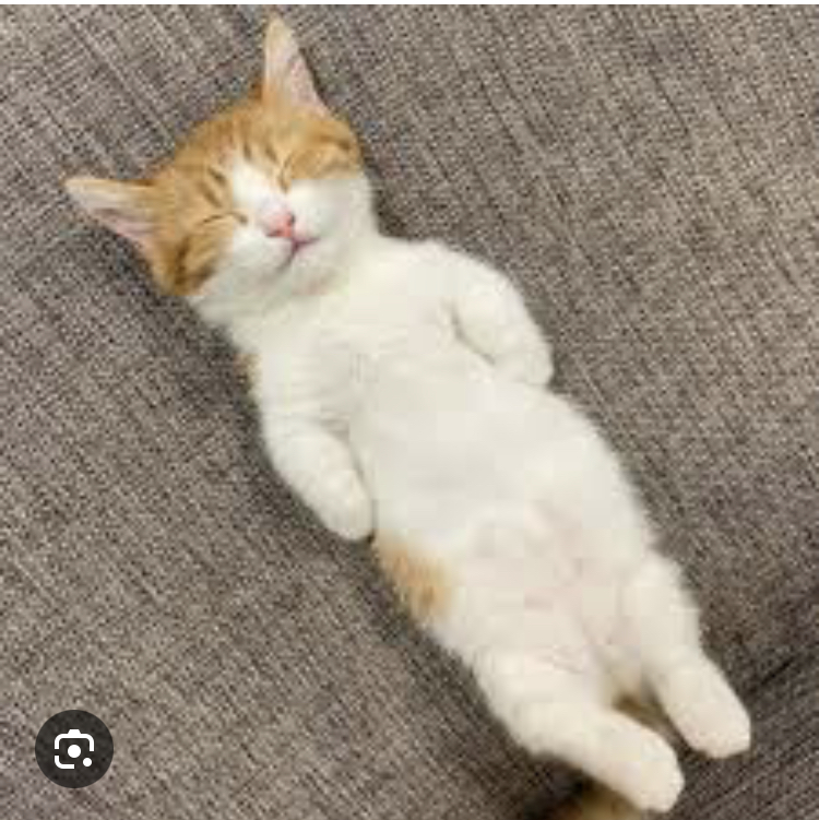 Petted Destroyer