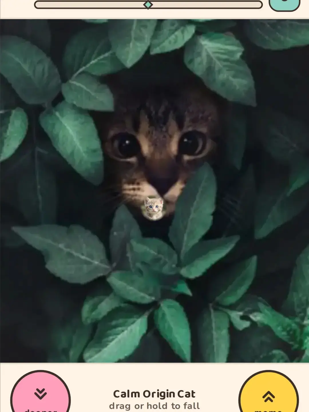 Paw-Zoom: Infinite Cat Fall cover