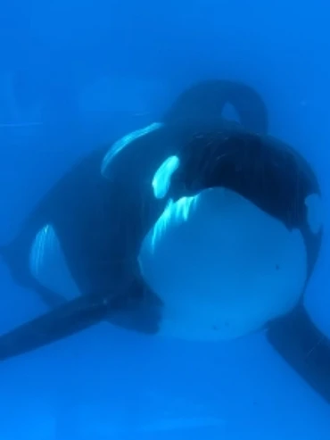 Draw on an Orca cover