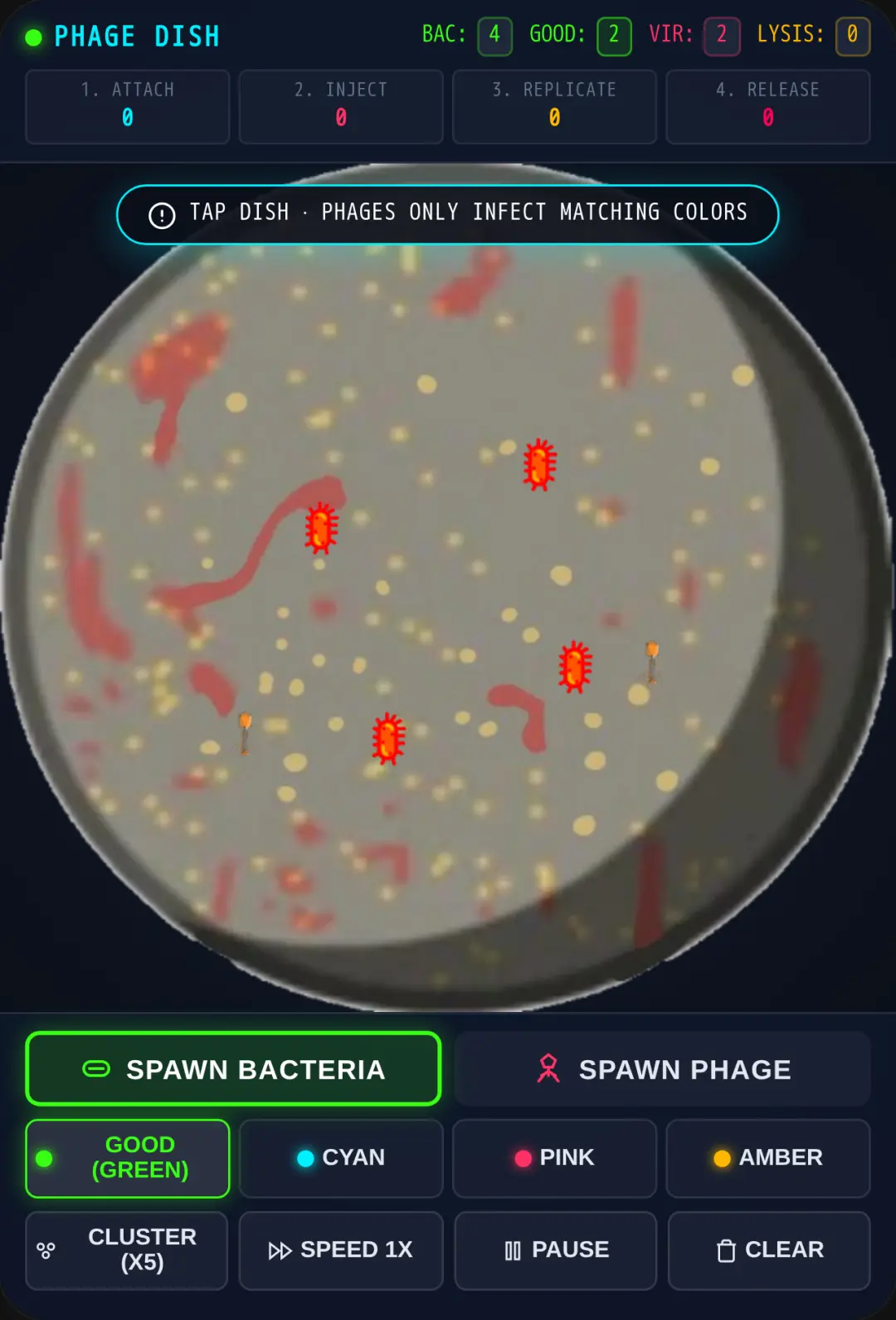 Phage Sandbox - Bacteriophage Infection Simulation cover