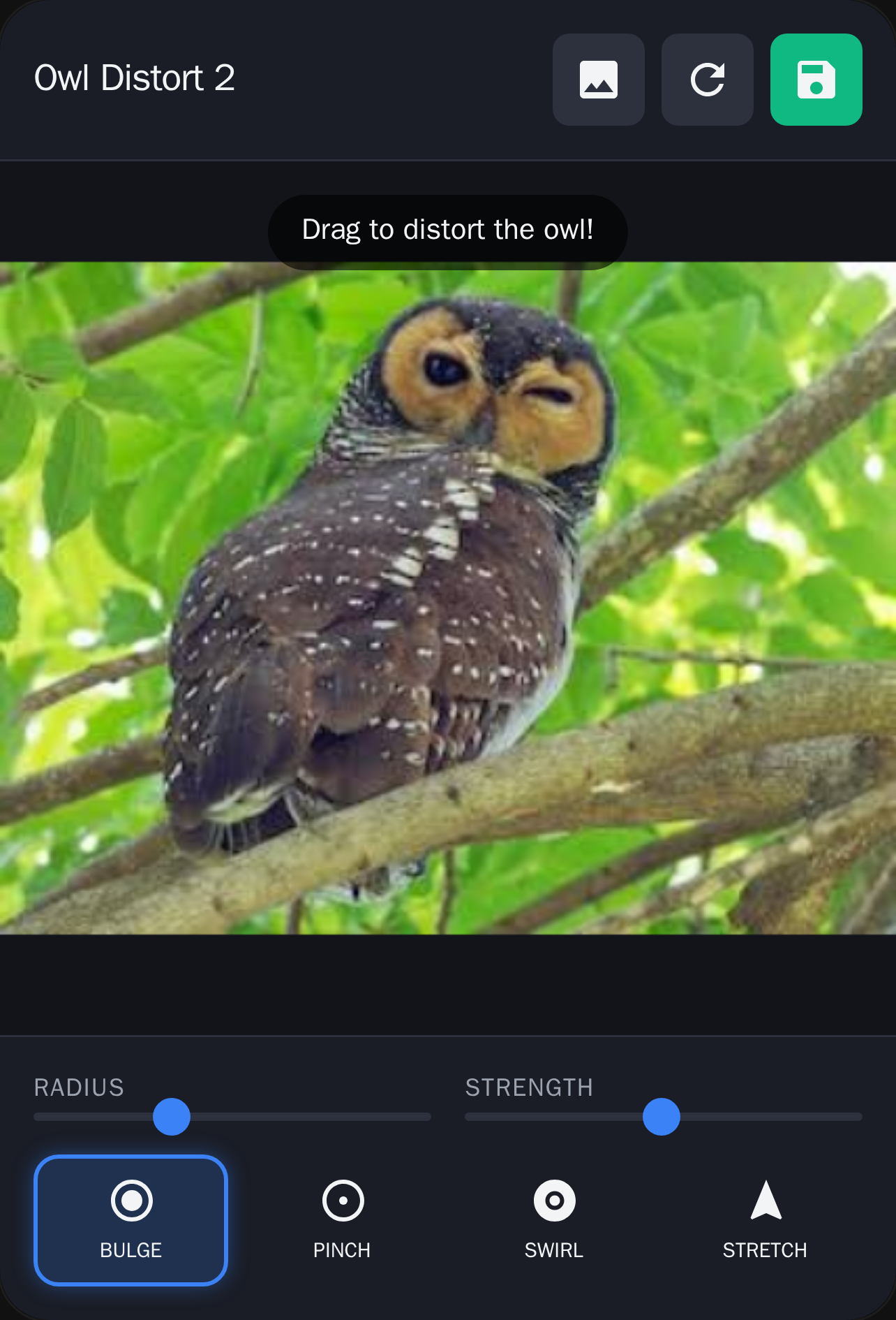 Owl Distort Photo 2 cover