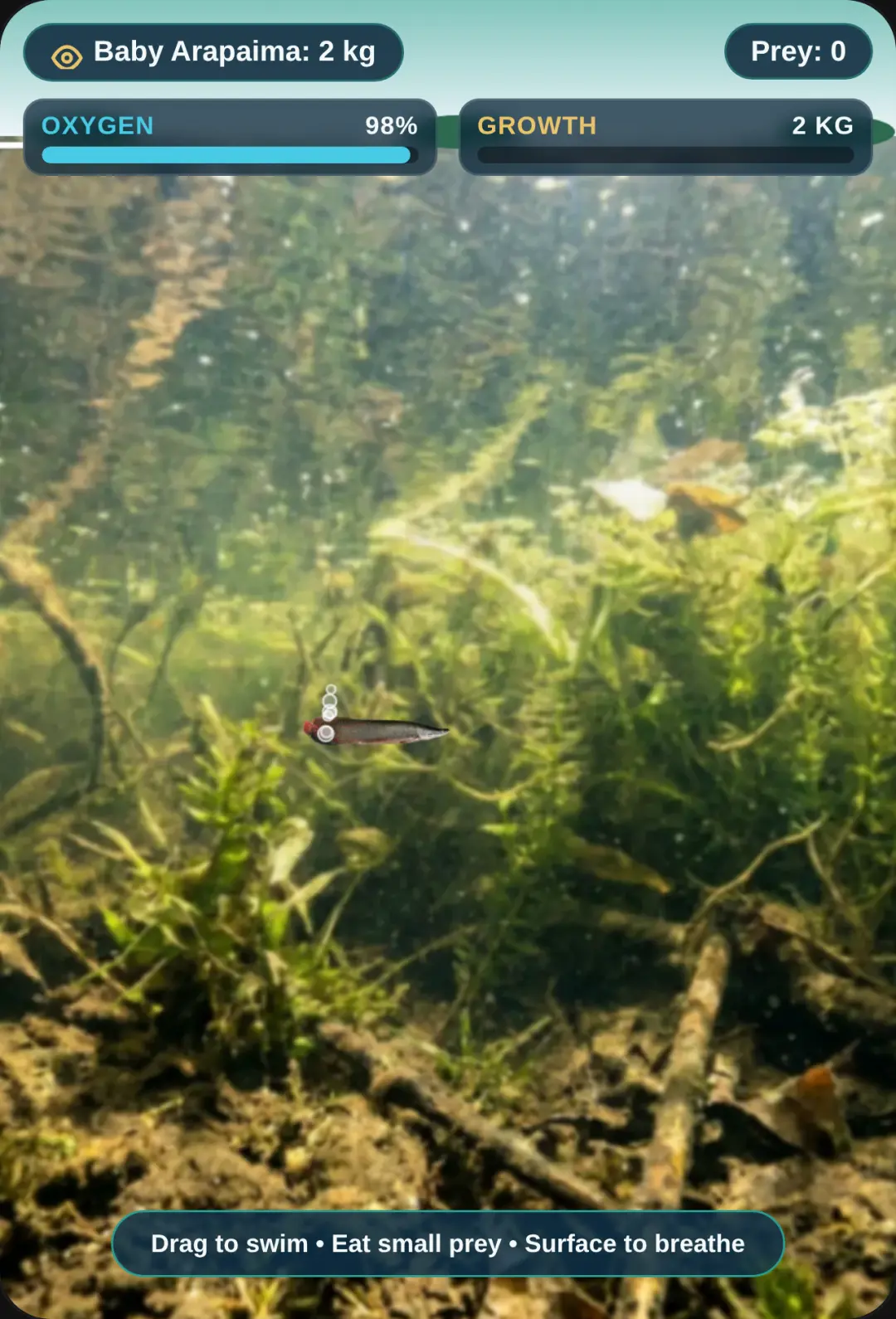 Amazon Arapaima: River Giant cover