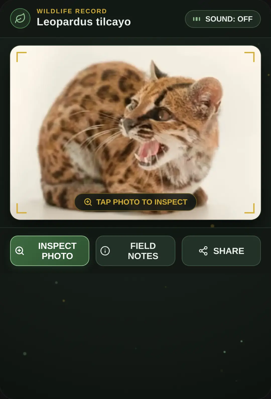 Leopardus tilcayo — Wildlife Viewer cover