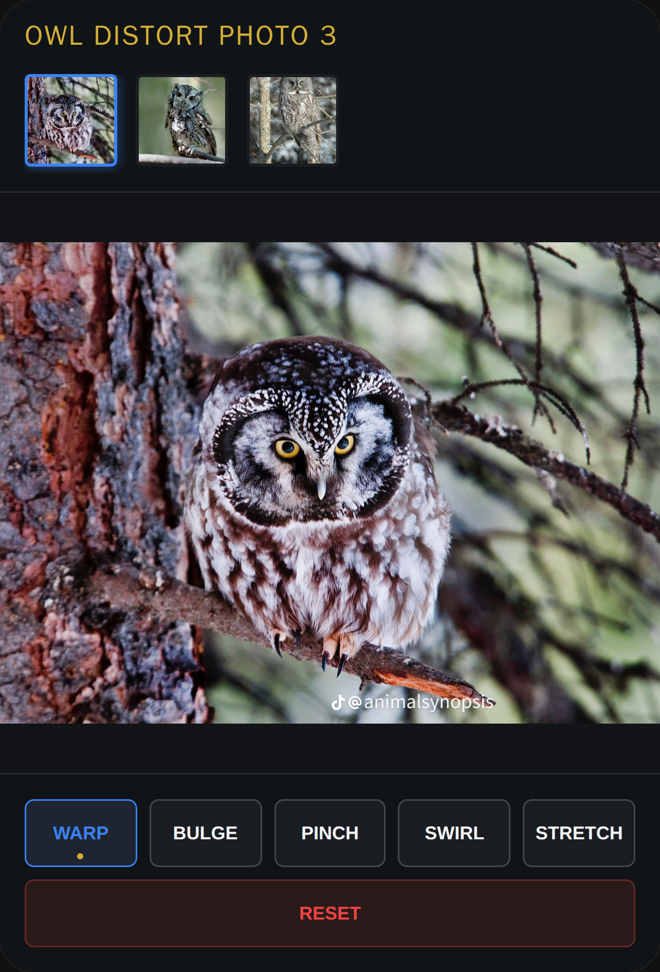 Owl Distort Photo 3 cover